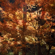彩-7.jpg