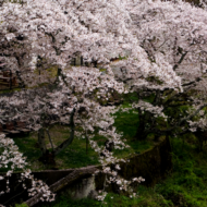 桜-2.psd