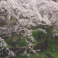 桜-2.psd