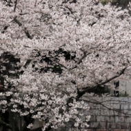 桜-3.jpg