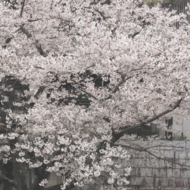 桜-3.jpg