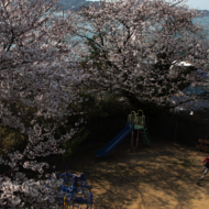 桜-4.psd