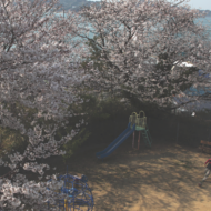 桜-4.psd
