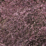 桜-6.jpg
