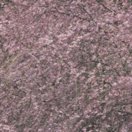 桜-6.jpg