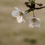 桜-7.jpg