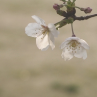 桜-7.jpg