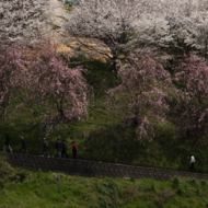 桜-8.psd