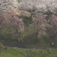 桜-8.psd