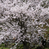 桜-9.jpg