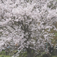 桜-9.jpg