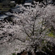 桜-10.jpg