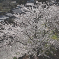 桜-10.jpg