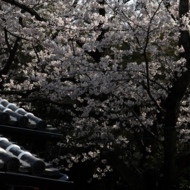 桜-11.jpg