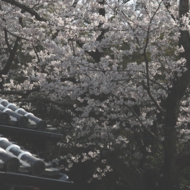 桜-11.jpg