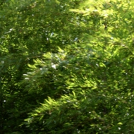 竹-3.jpg