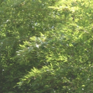 竹-3.jpg