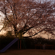 桜-1.psd