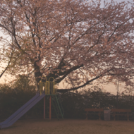 桜-1.psd