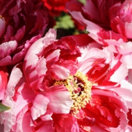 華-2.jpg