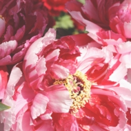 華-2.jpg