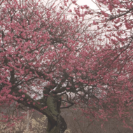 華-2.psd